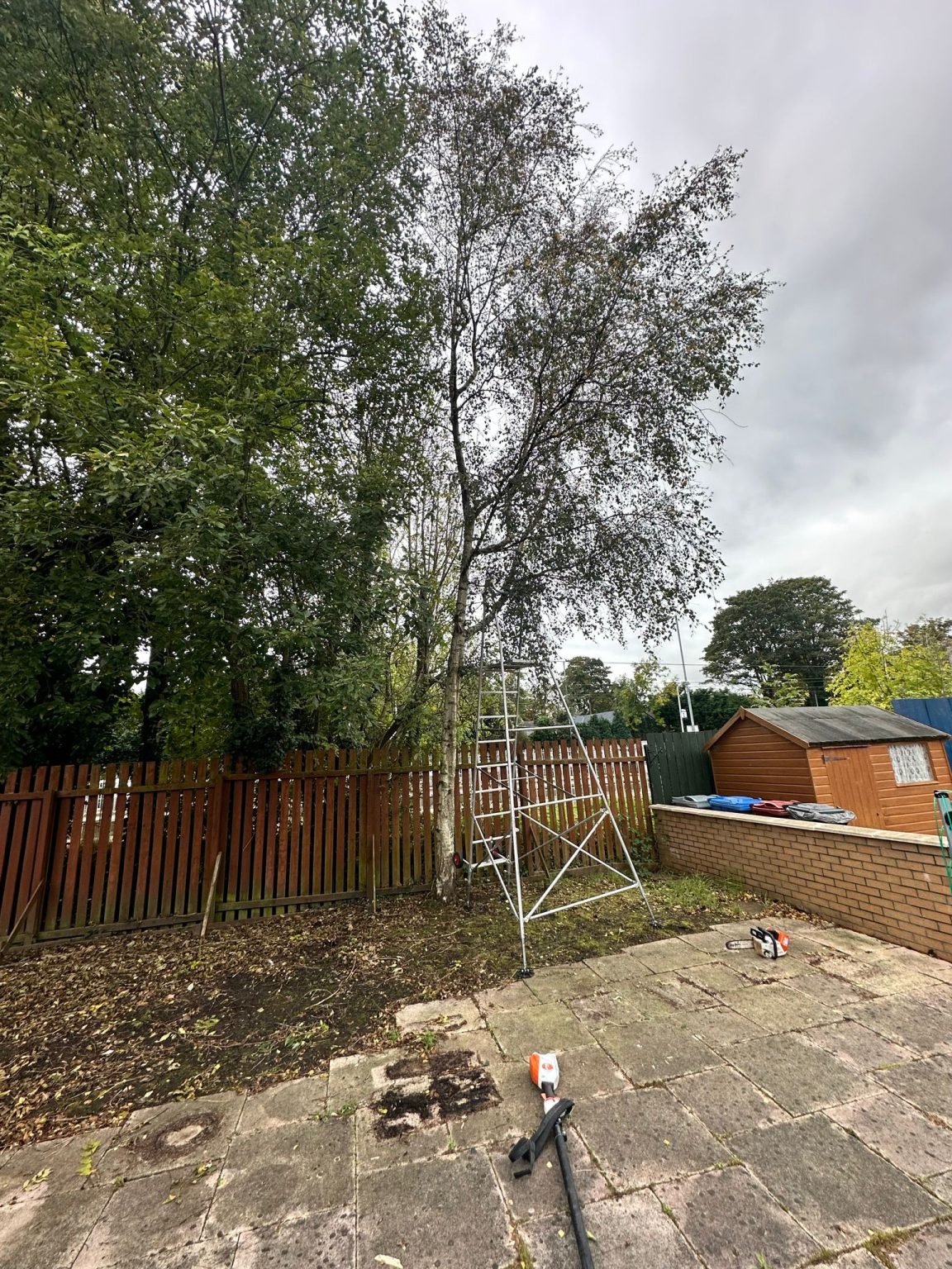 tree maintenance Glasgow