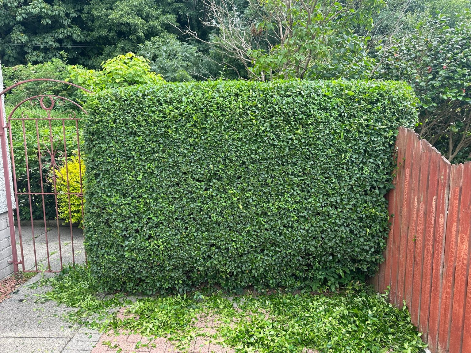 hedge trimming Glasgow