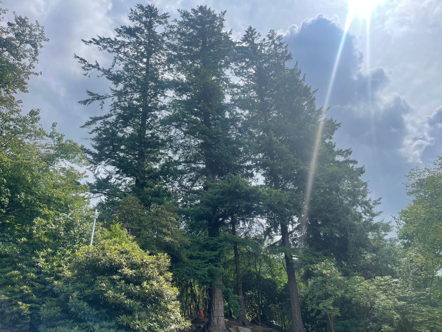 Glasgow tree removal