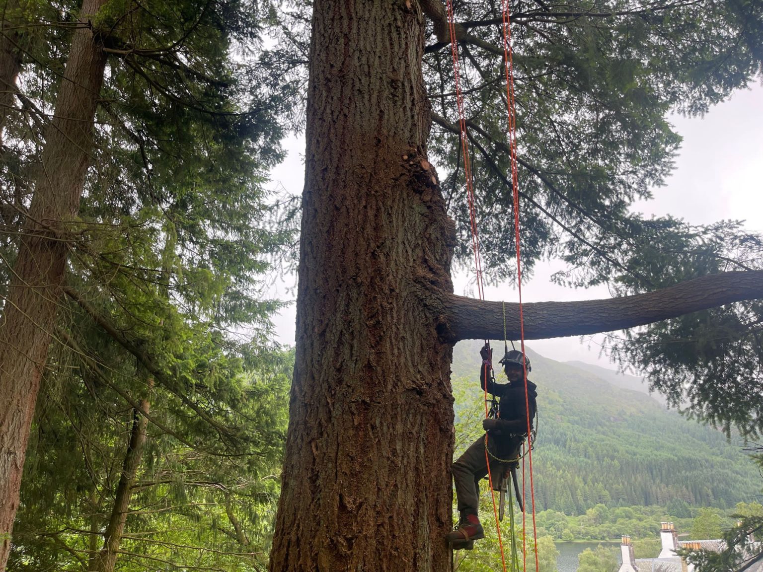 tree surgery Glasgow