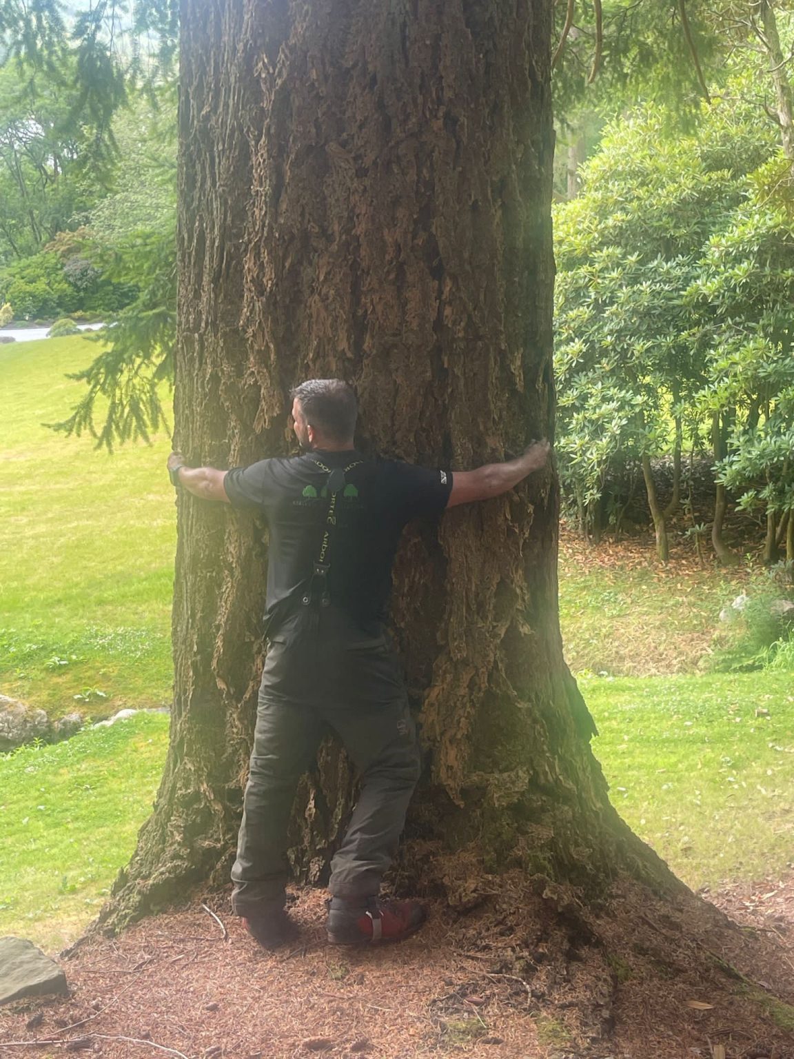 tree removal Glasgow