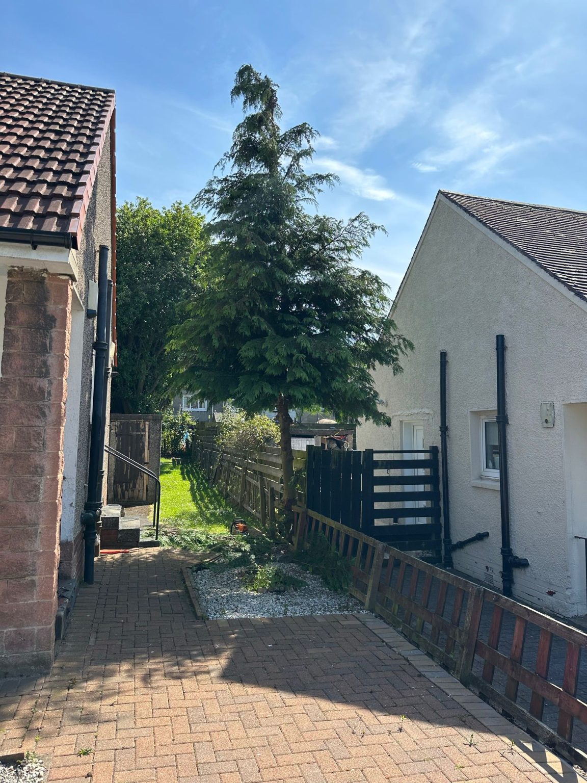 tree cutting in Glasgow