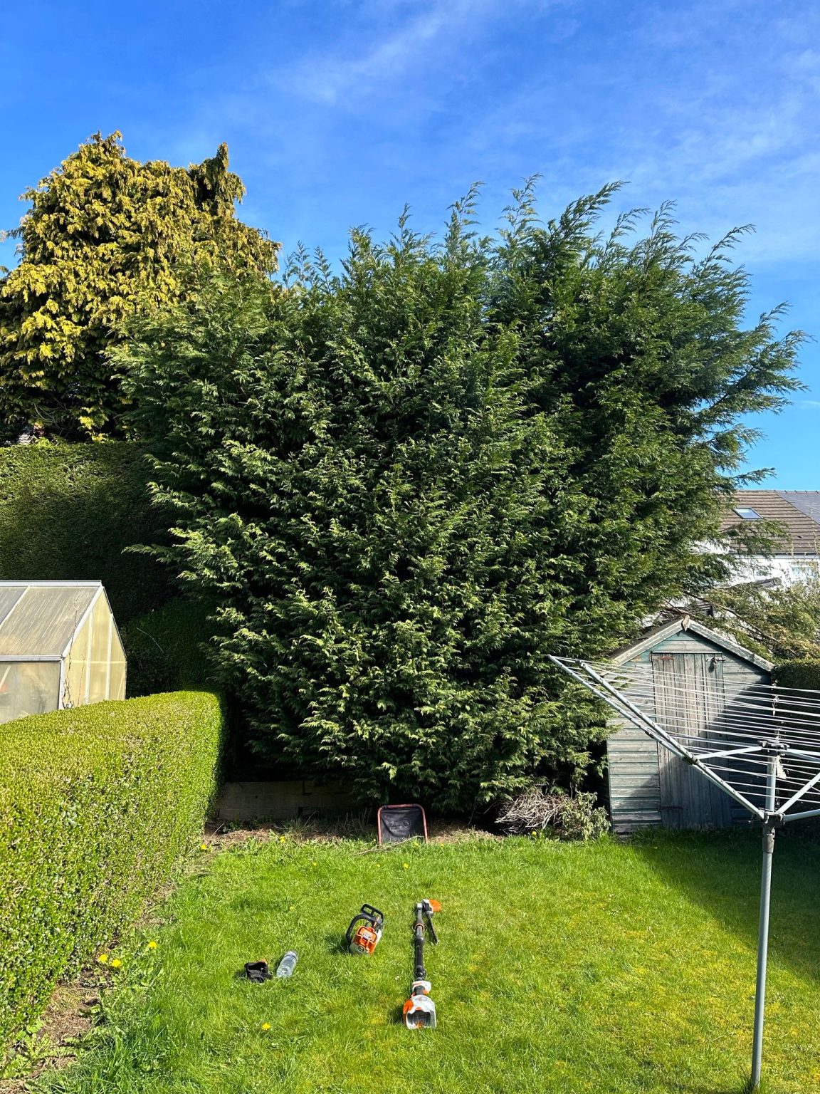 tree surgeons in Glasgow