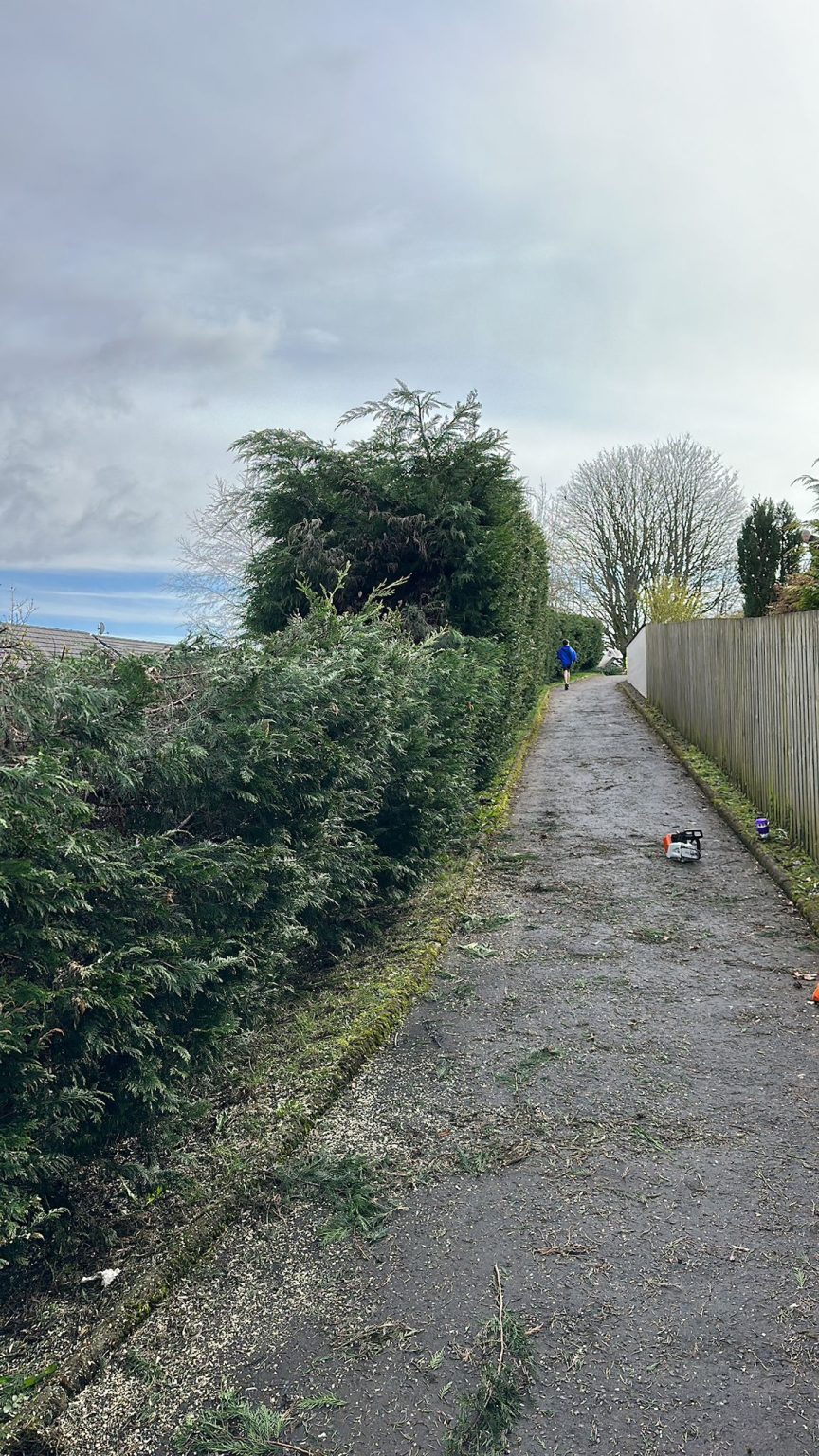 tree surgeons Glasgow